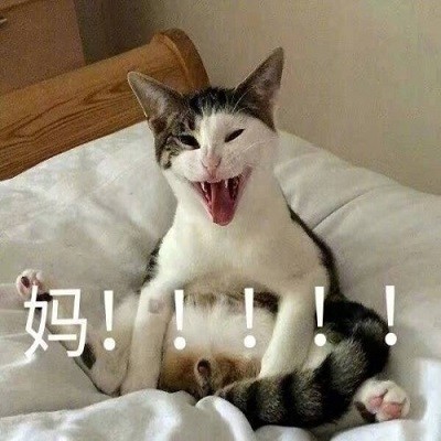 猫喊妈的表情包